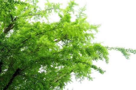绿树成荫是描写什么季节