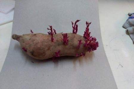 新买的红薯长芽是怎么回事